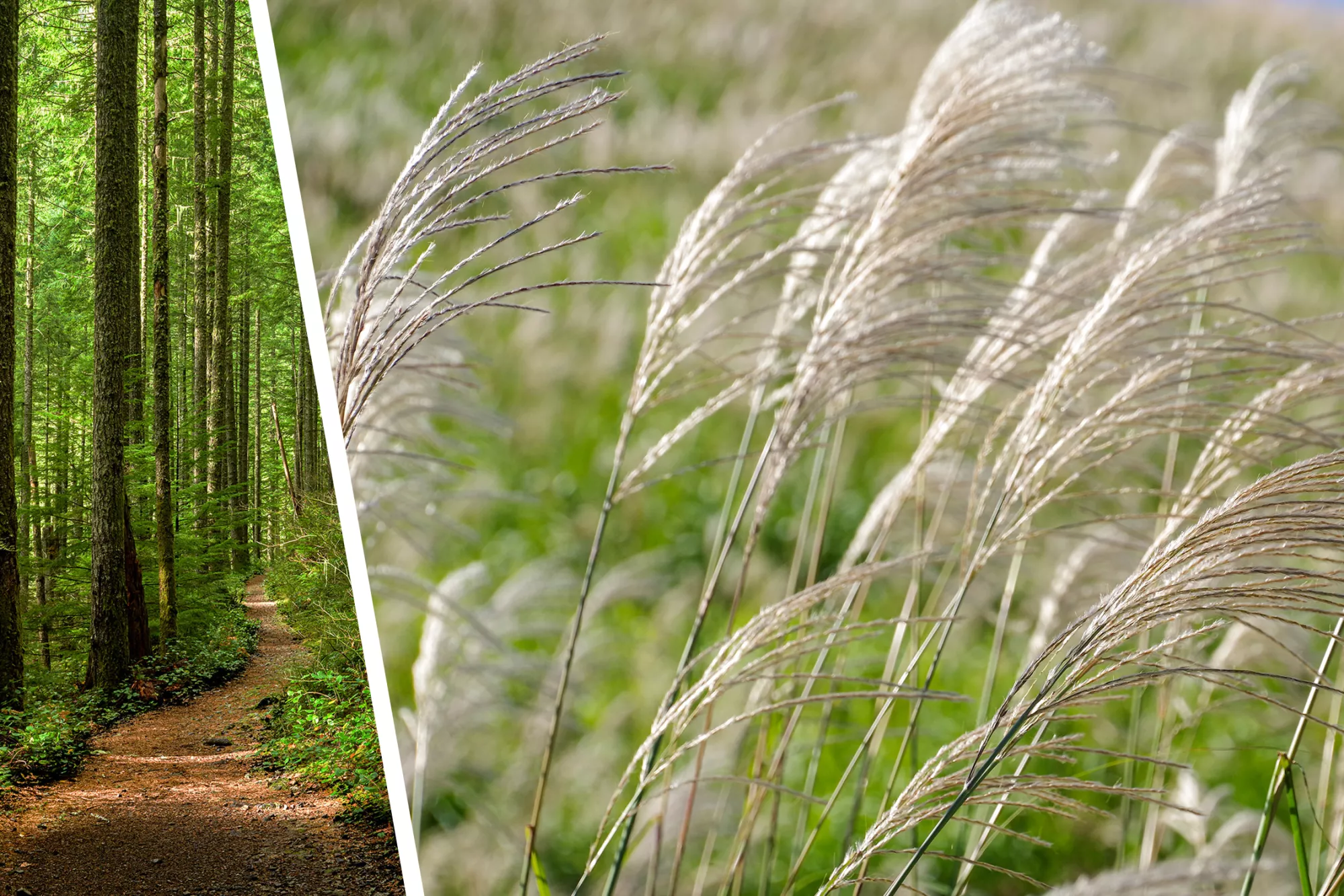 bois-miscanthus