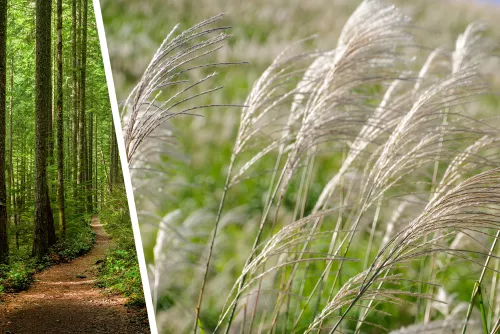 bois-miscanthus