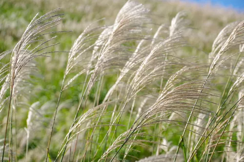 miscanthus