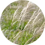 miscanthus